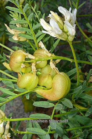 astragalus bolanderi 2 graphic